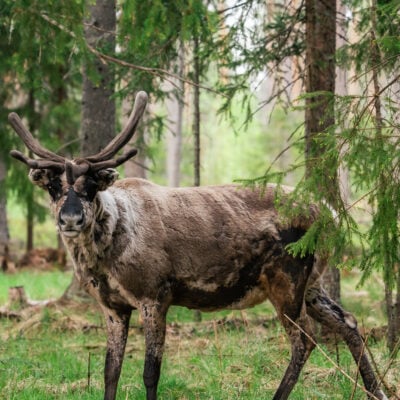 Sustainability Practices of Santa Claus Reindeer