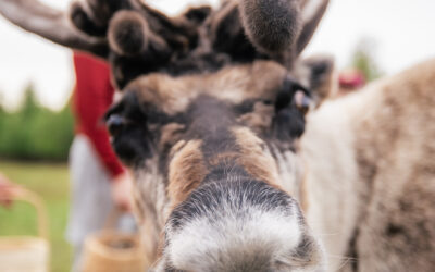 Can You Visit Reindeer in Lapland in Summer?