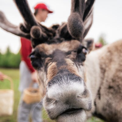 Reindeer face from close during the summer