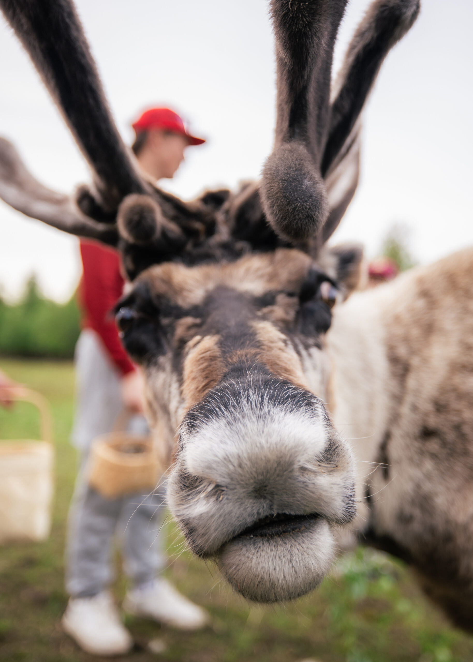 Porot – Elä poronomuotoilijan elämää -kiertue Santa Claus Reindeeriltä, Rovaniemi, Lappi, Suomi poro_kesällä