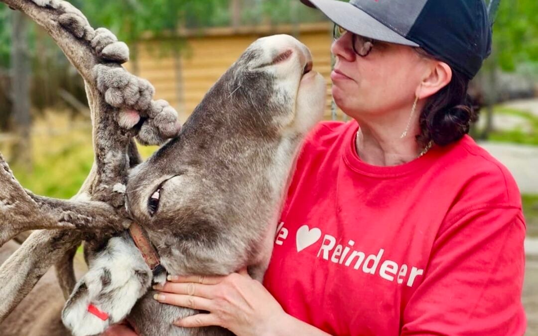 Reineer guide and reindeer interacting in summer.