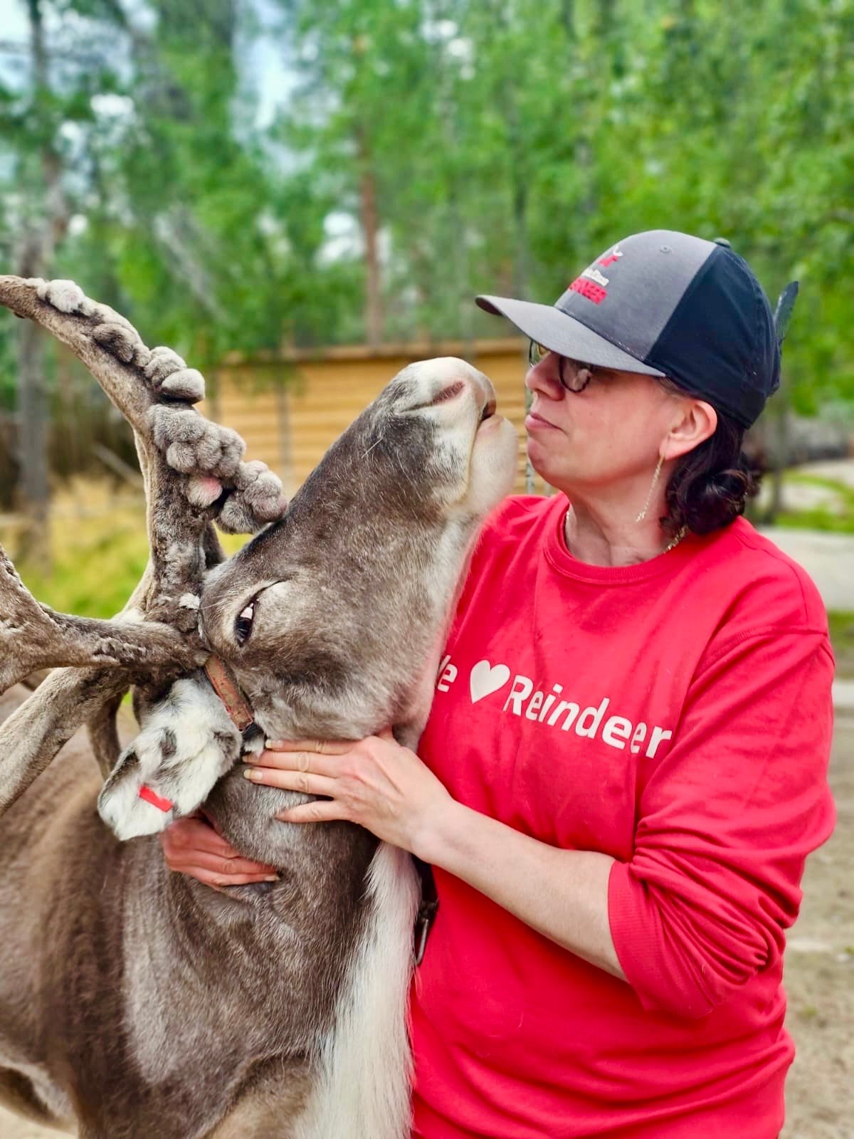 Johanna reindeer guide and Jasso reindeer in summer Reineer guide and reindeer interacting in summer.