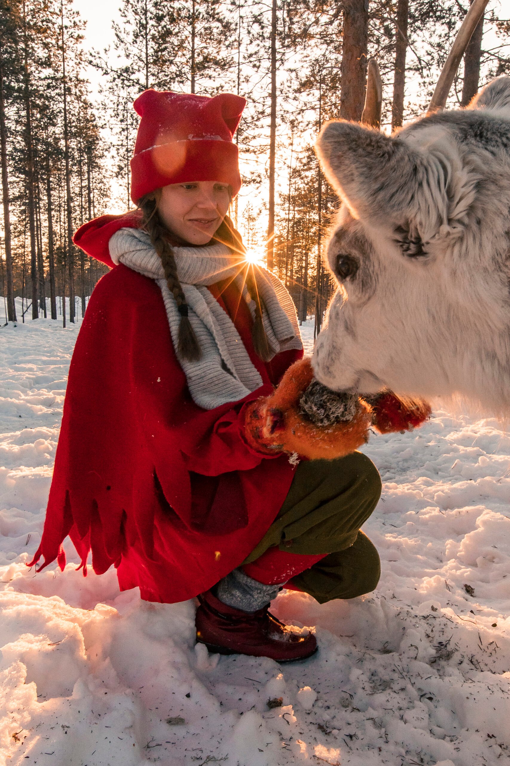 Santa Claus y los elfos alimentando a los renos en Porovaara Hill, en Rovaniemi. Elfo dando de comer al reno.