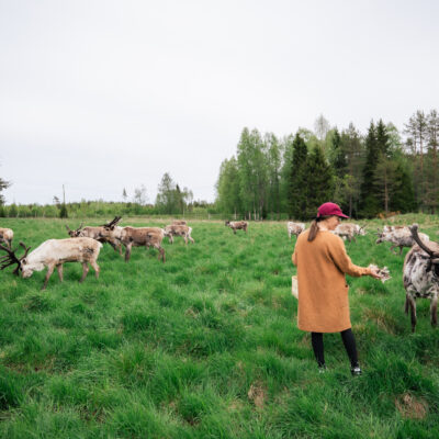 Reindeer in summer in Lapland