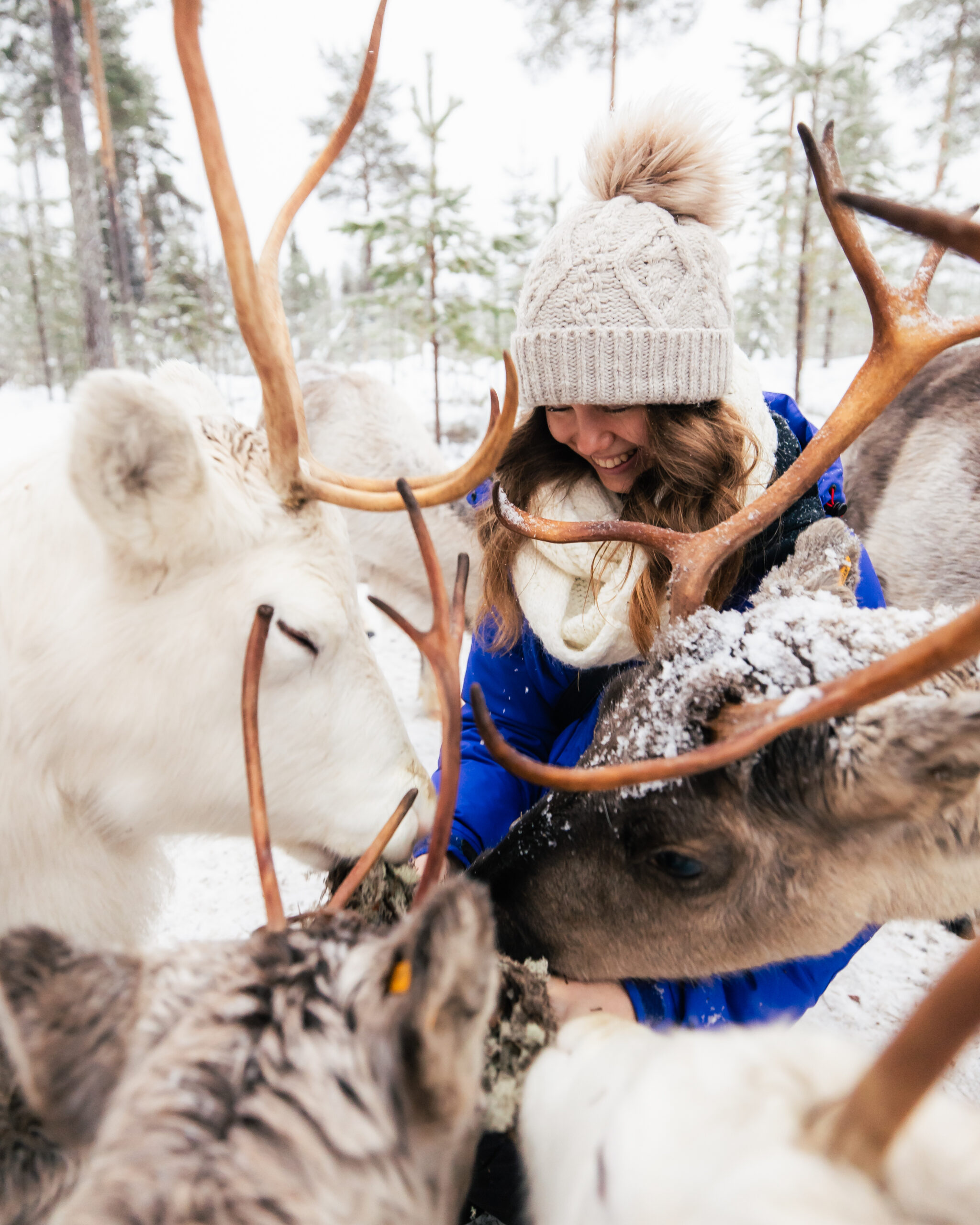 Feed and greet with reindeer in Taava Reindeer Farm, Santa Claus Reindeer, Rovaniemi, Lapland, Finland
