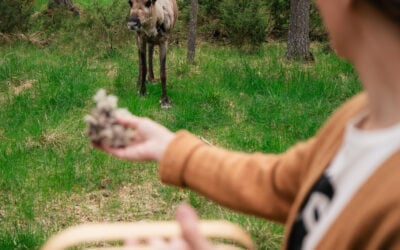 Midnight Sun in Lapland: Meet Santa’s Reindeer in Rovaniemi