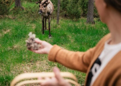 Midnight Sun in Lapland: Meet Santa’s Reindeer in Rovaniemi