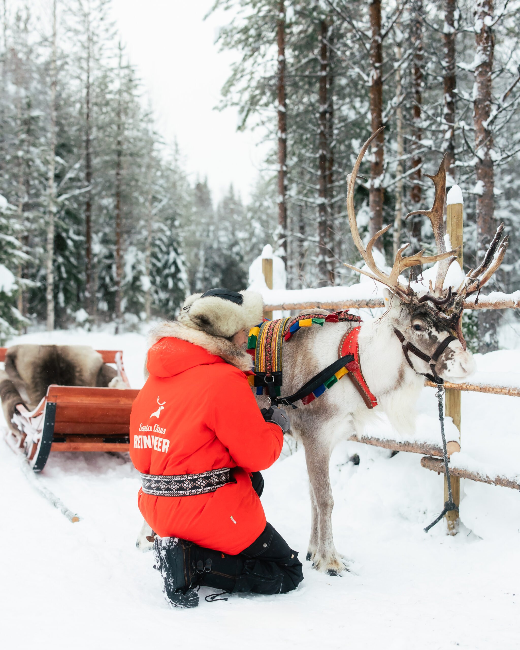 Reindeer harnessing at Taava Reindeer Farm, Rovaniemi, Lapland, Finland