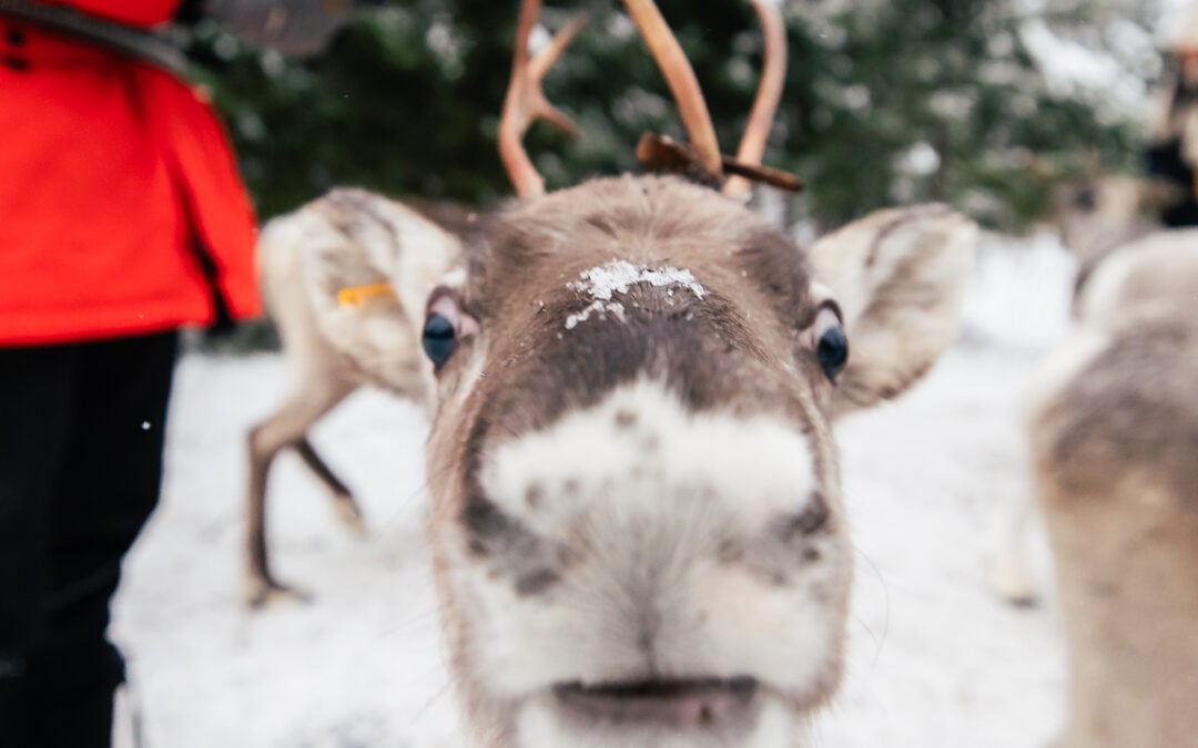 Ukko, la renna, alla Fattoria delle Renne Taava di Santa Claus Reindeer, a Rovaniemi, in Lapponia, Finlandia
