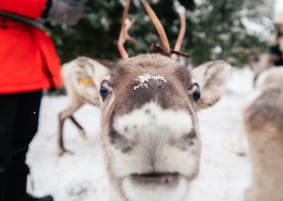 Ukko the reindeer in Taava Reindeer Farm by Santa Claus Reindeer in Rovaniemi, Lapland, Finland