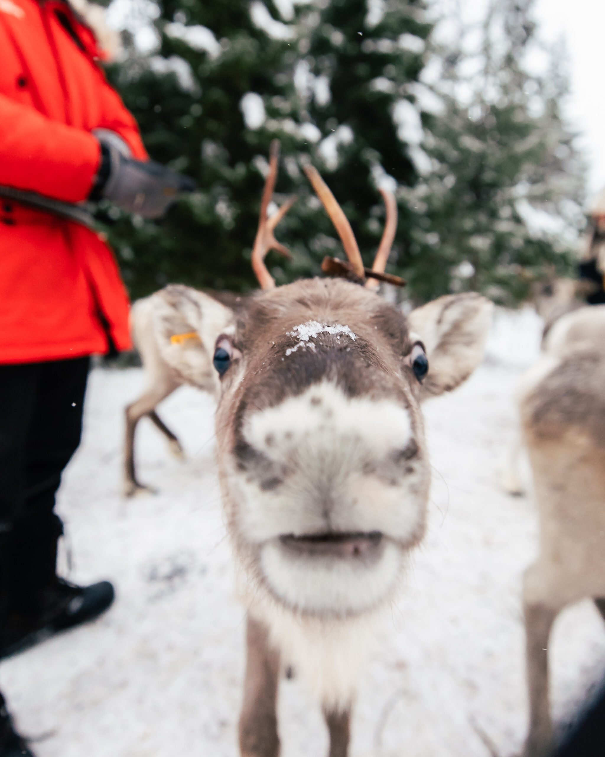 Ukko the reindeer in Taava Reindeer Farm by Santa Claus Reindeer in Rovaniemi, Lapland, Finland