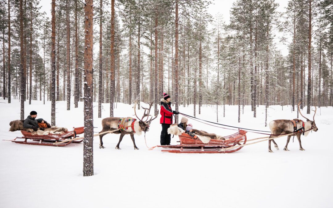 Giro in slitta trainata dalle renne a Rovaniemi