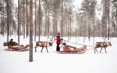 Reindeer Sledding in Rovaniemi