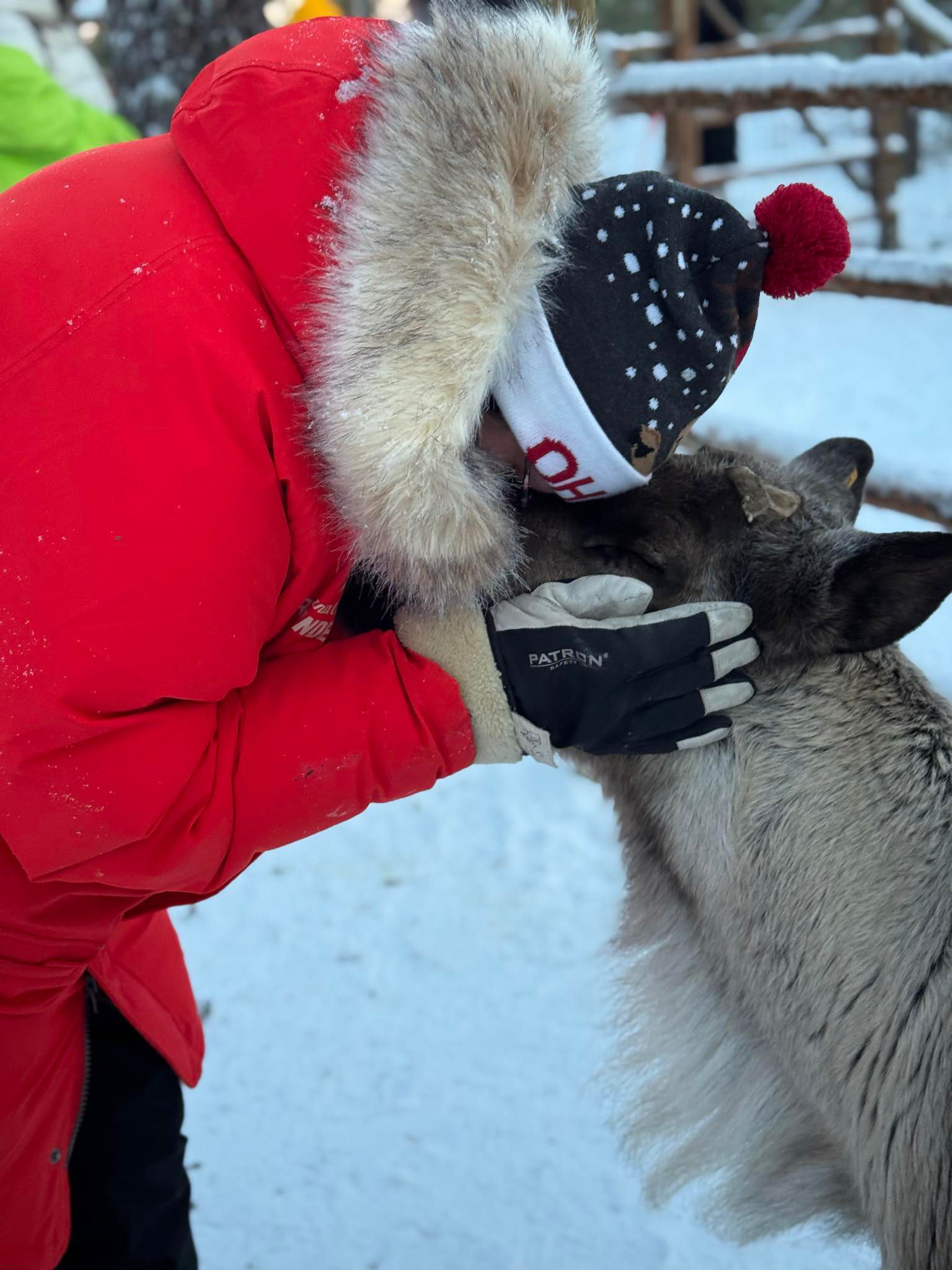 Johanna Kiviniemi with the reindeer