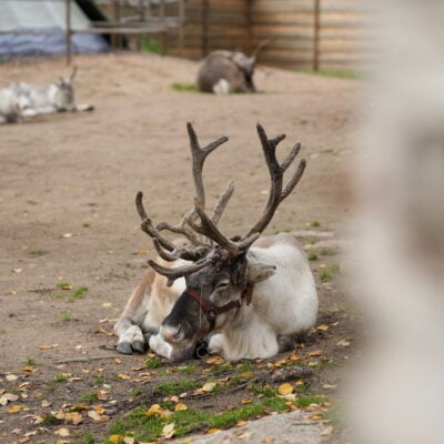 Reindeer in reindeer fence at Santa Claus Village, Rovaniemi