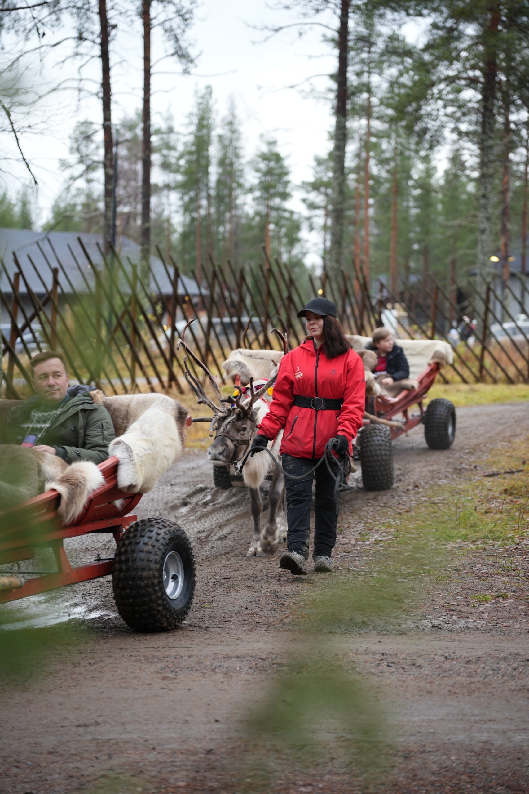 Anette and the reindeer rides in September