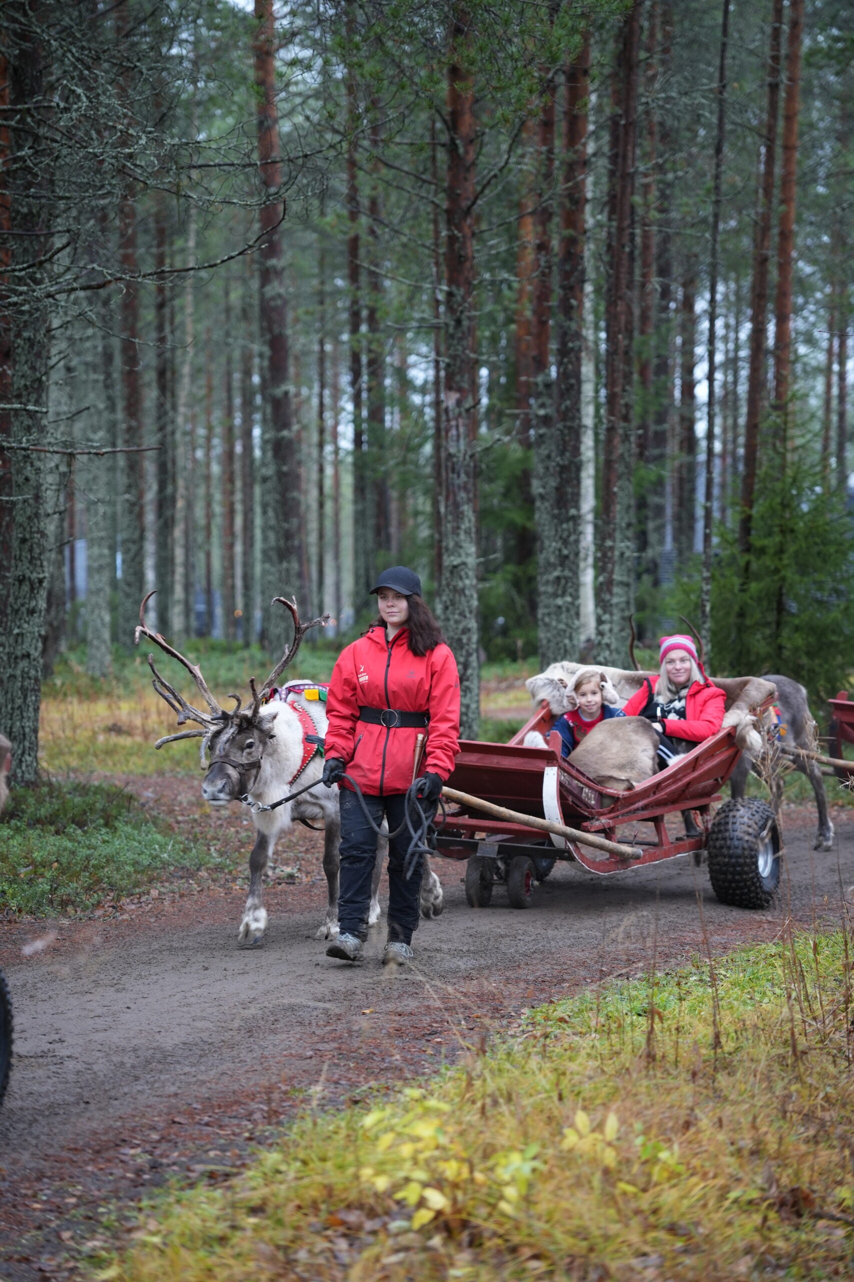 Reindeer carriage rides