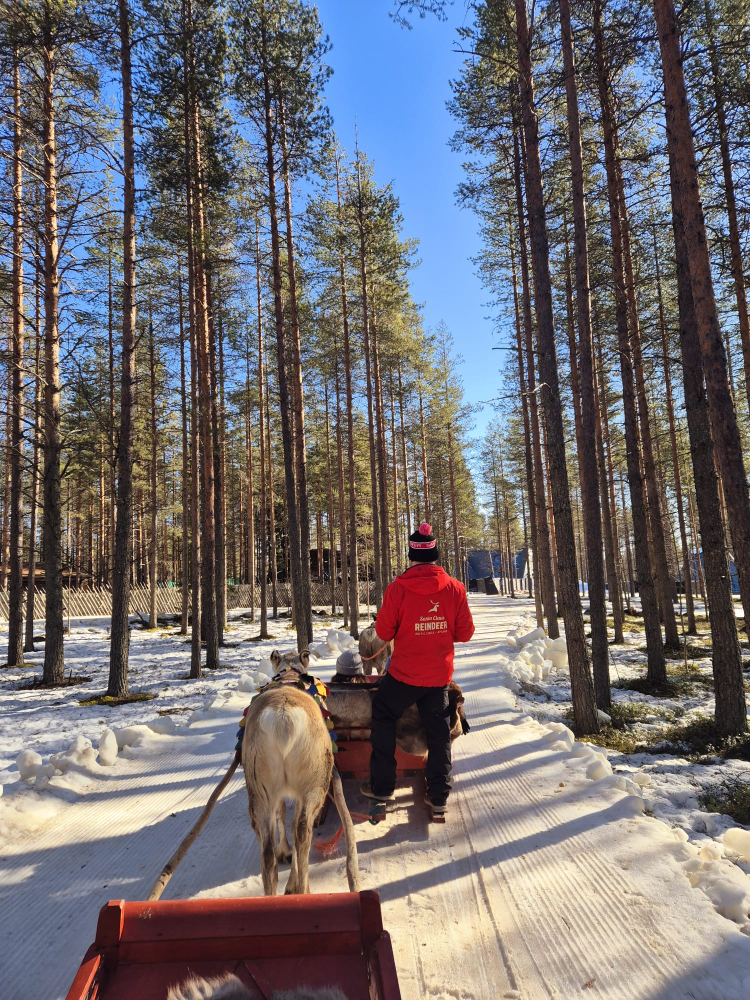 Spring reindeer ride in Rovaniemi, Santa Claus Village.