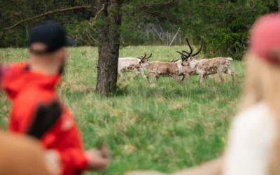 What It’s Like to Be a Reindeer Herder in Lapland – Half-Day Experience Guide