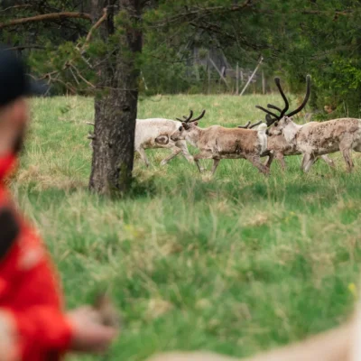 Incontro con le renne alla Fattoria delle Renne Taava, a Rovaniemi, in Lapponia, Finlandia