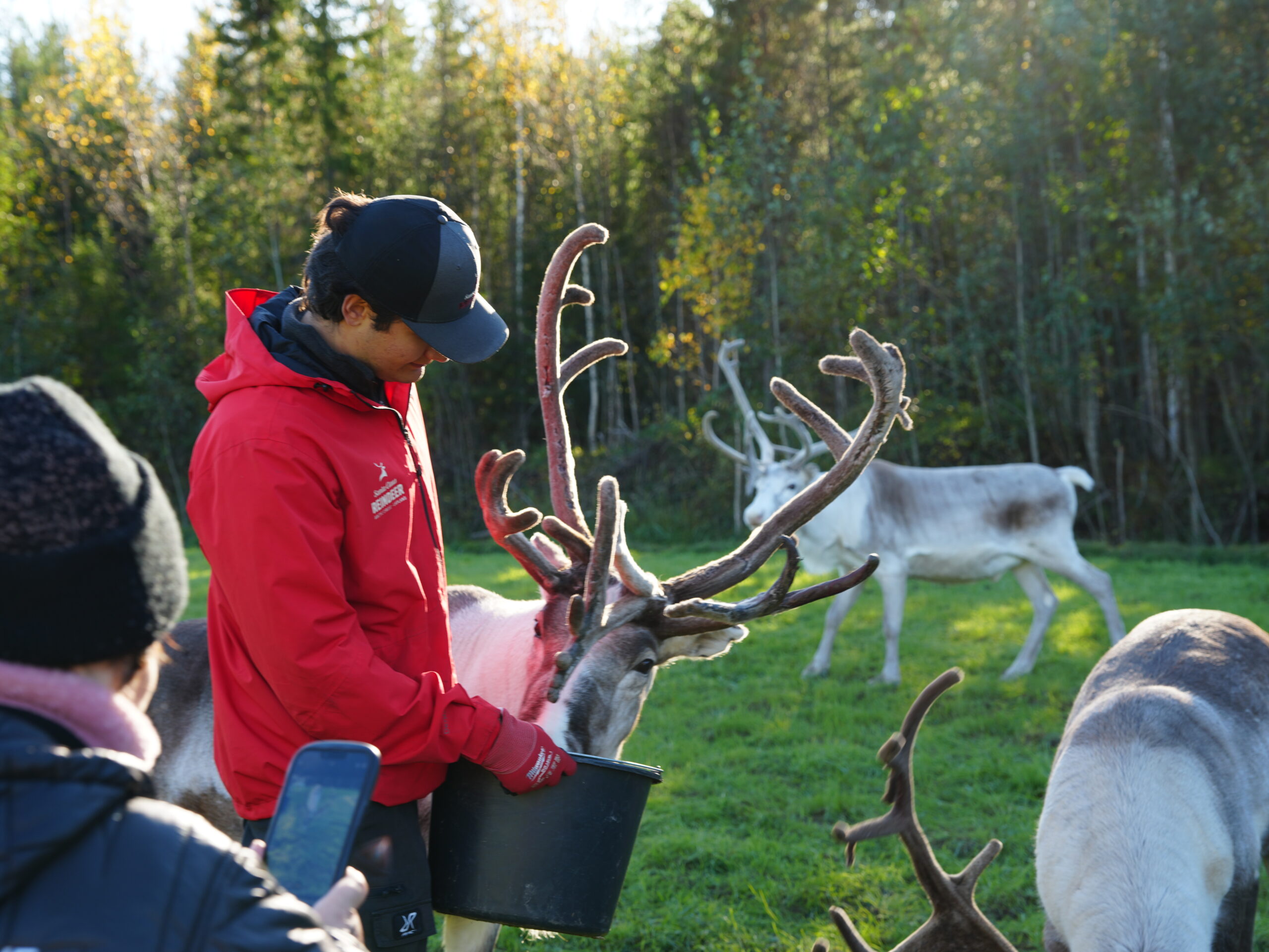 Feeding the reindeer in Santa Claus Reindeer Taava Reindeer Farm