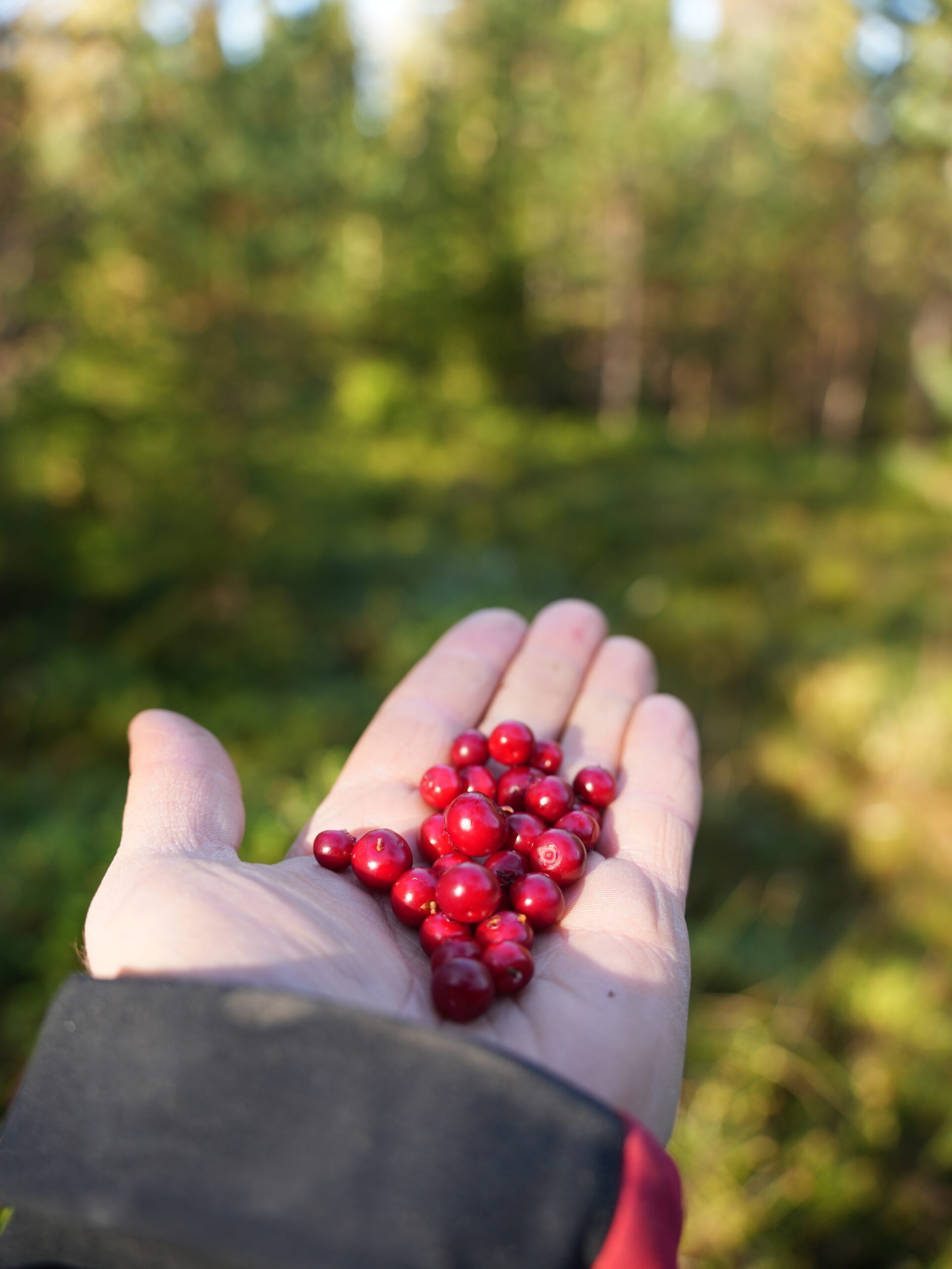 Berry picking at Taava Reindeer Farm