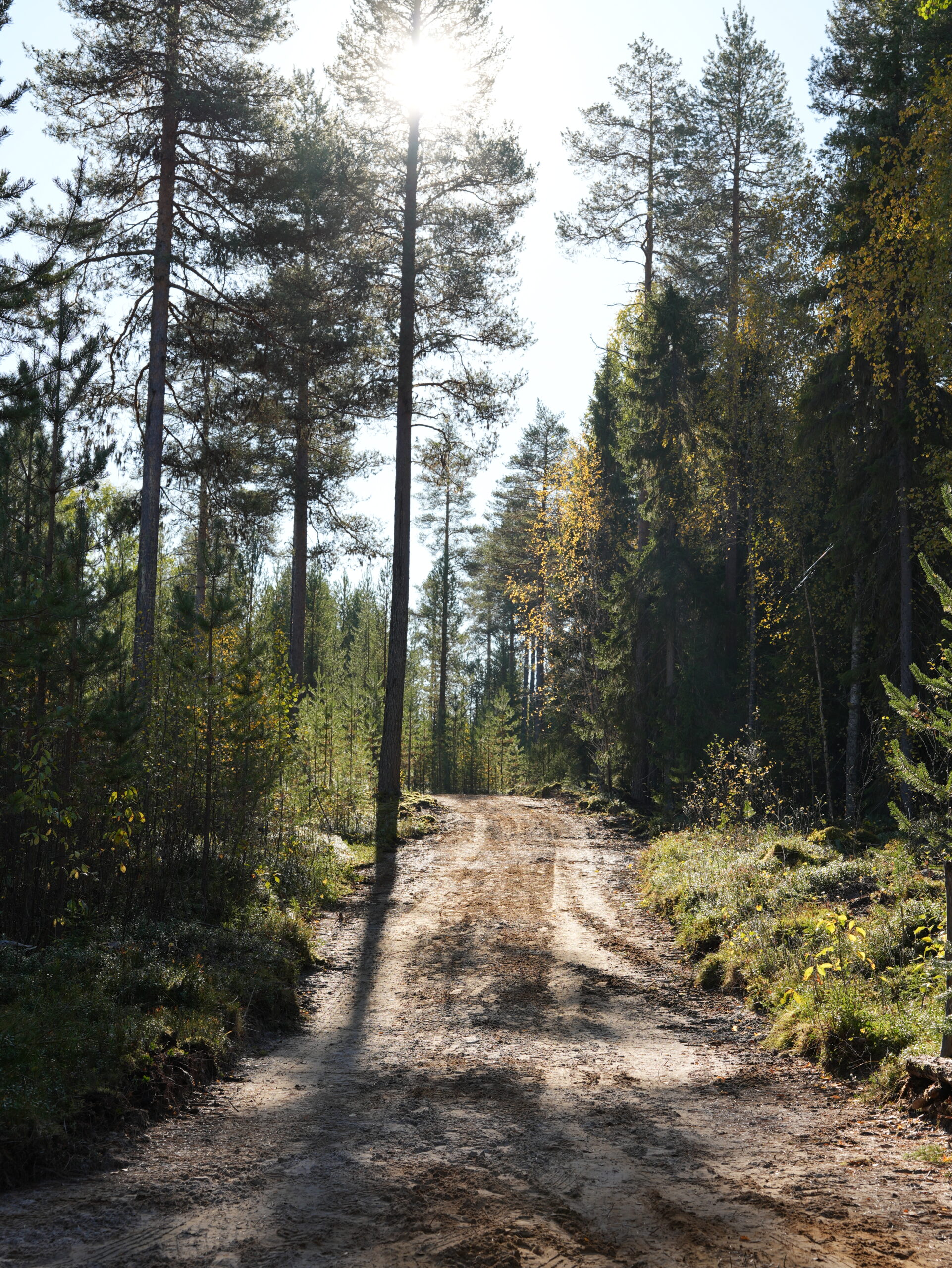 Taava Reindeer Farm´s vivid nature