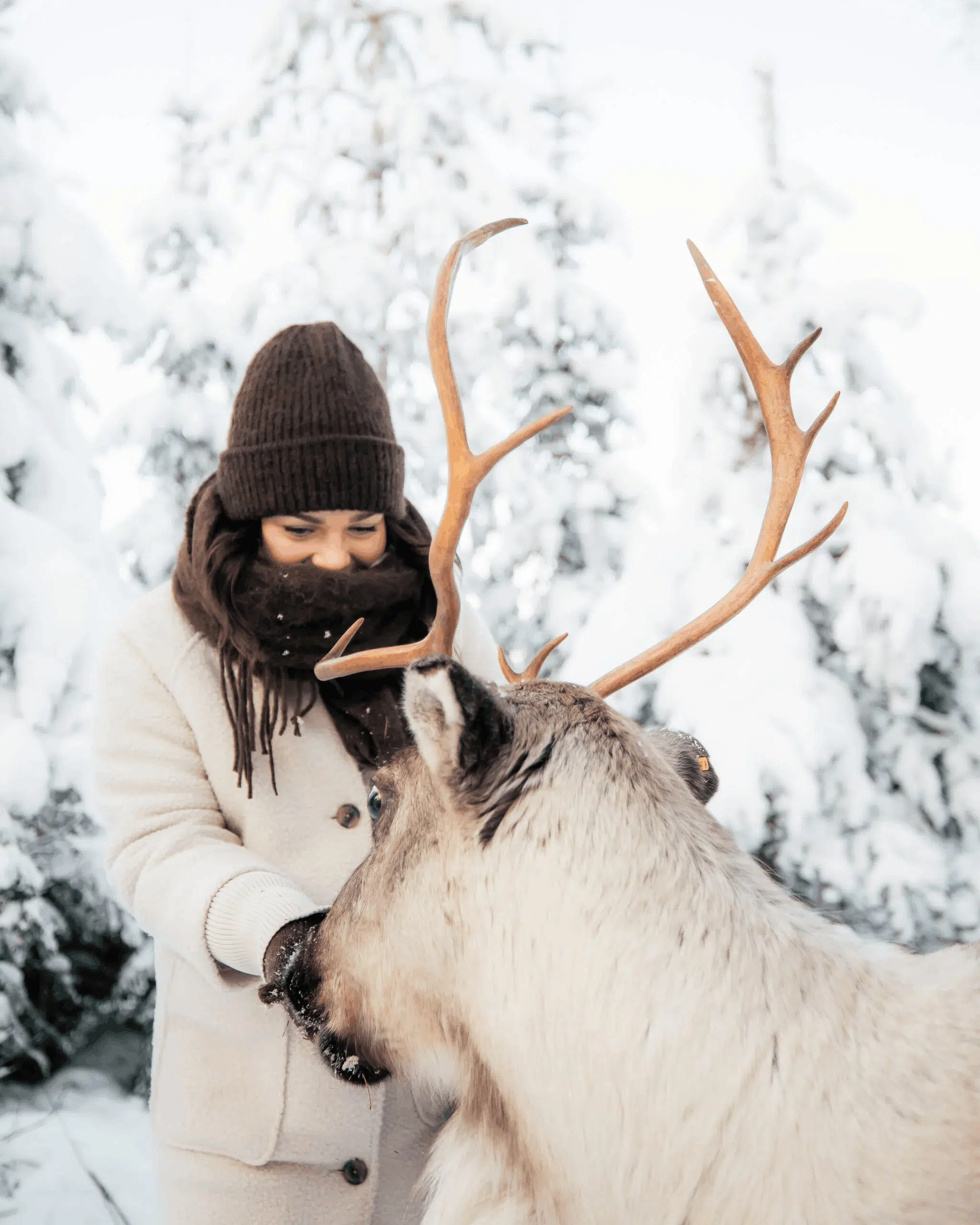 Visitor meeting a reindeer in a snowy forest