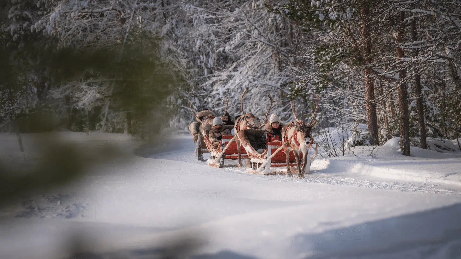 Reindeer sleigh ride through a snowy forest in Lapland