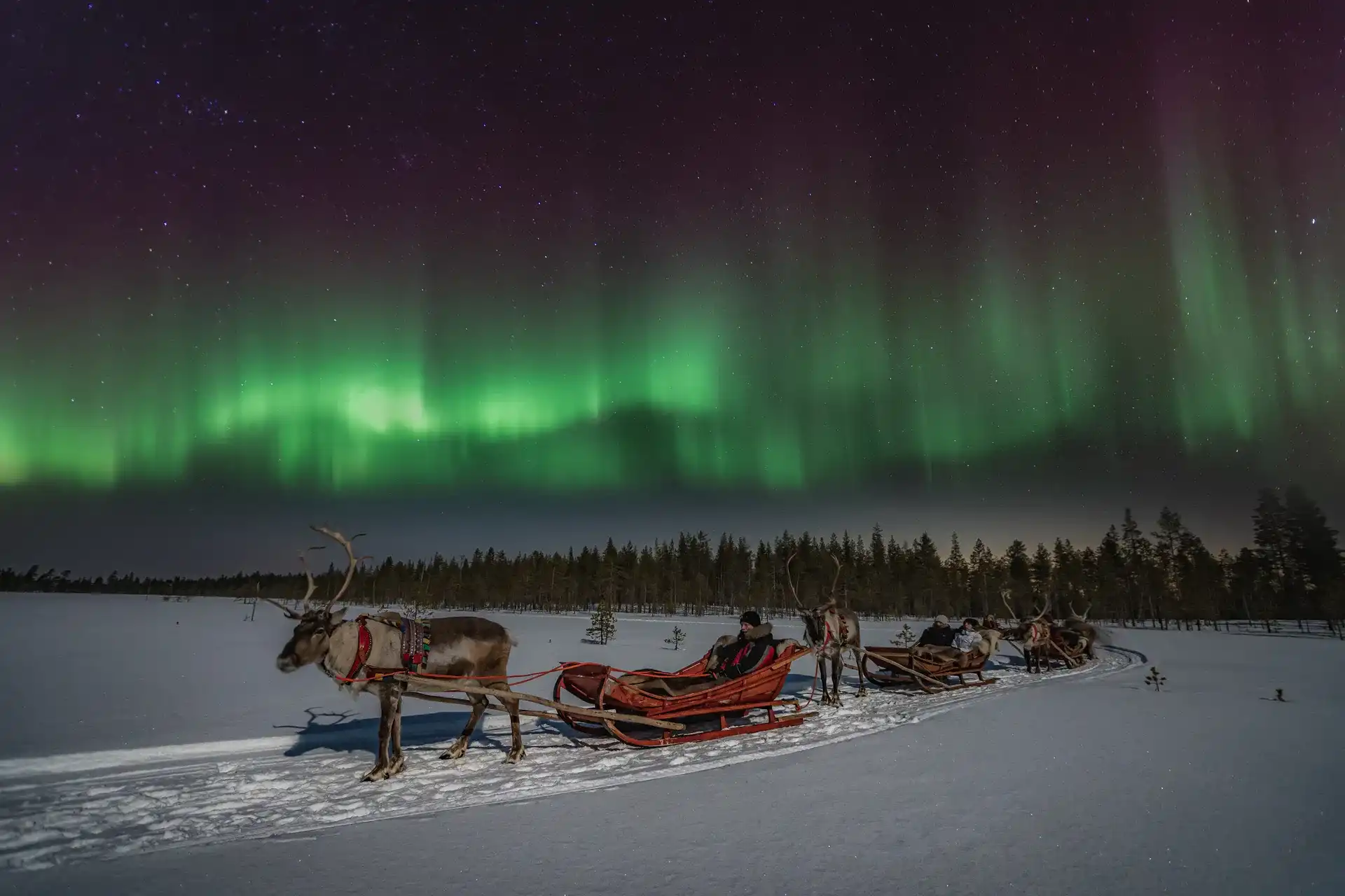 Reindeer sleigh ride under the northern lights