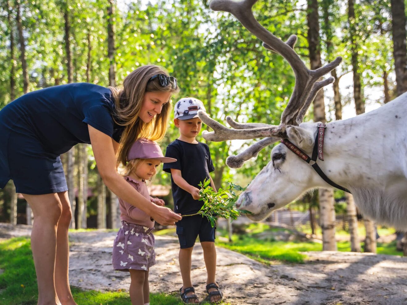 Santa Claus Summer Magic in Rovaniemi – A Fun and Unforgettable Encounter with Reindeer in Summer