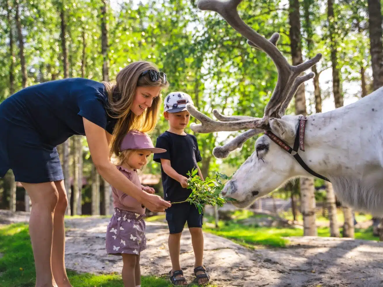 Santa Claus Summer Magic in Rovaniemi – A Fun and Unforgettable Encounter with Reindeer in Summer