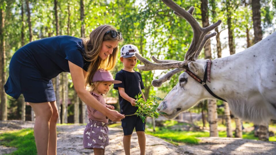 Santa Claus Summer Magic in Rovaniemi – A Fun and Unforgettable Encounter with Reindeer in Summer