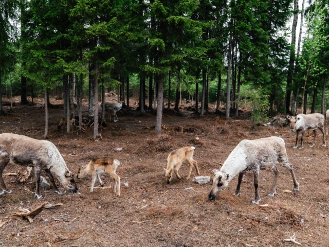 Live the Life of a Reindeer Herder – Half-Day in the Arctic
