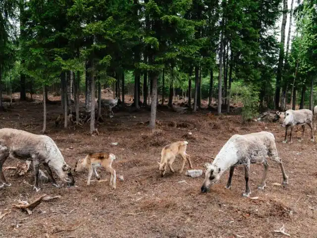Live the Life of a Reindeer Herder – Half-Day in the Arctic