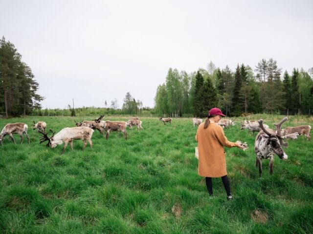 Live the Life of a Reindeer Herder – Half-Day in the Arctic