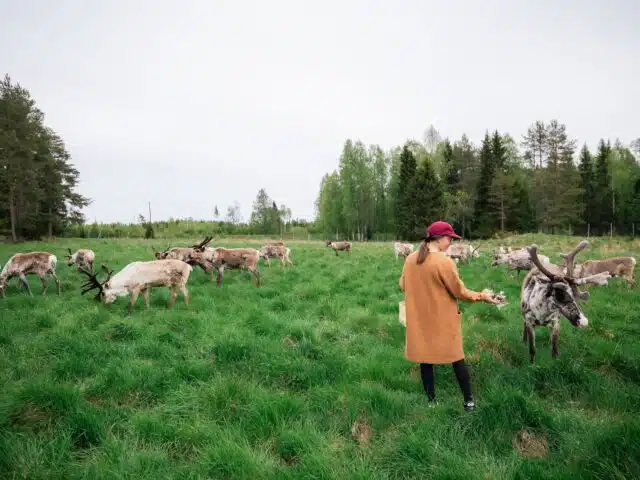 Live the Life of a Reindeer Herder – Half-Day in the Arctic