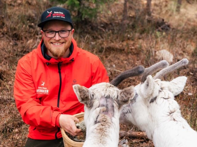 Live the Life of a Reindeer Herder – Half-Day in the Arctic