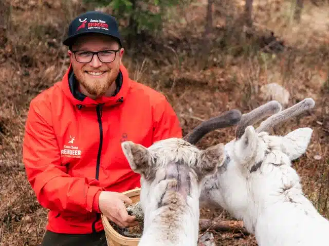 Live the Life of a Reindeer Herder – Half-Day in the Arctic