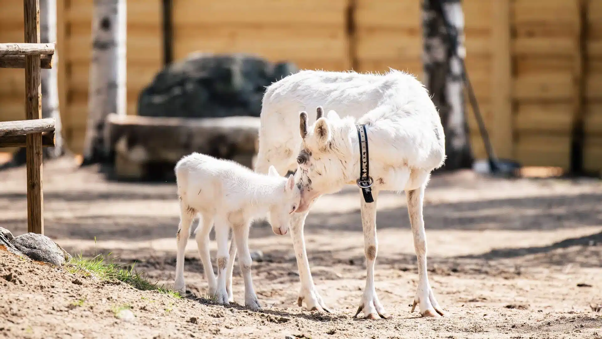 Santa Claus Summer Magic in Rovaniemi – A Fun and Unforgettable Encounter with Reindeer in Summer