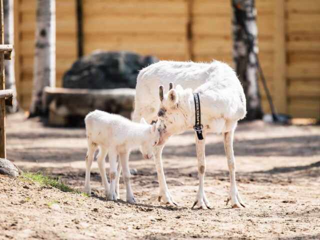 Santa Claus Summer Magic in Rovaniemi – A Fun and Unforgettable Encounter with Reindeer in Summer