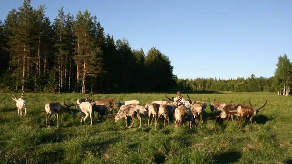 Live the Life of a Reindeer Herder – Half-Day in the Arctic