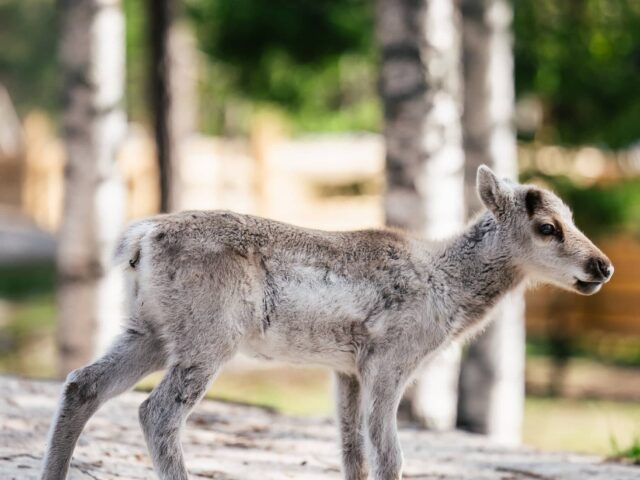 Santa Claus Summer Magic in Rovaniemi – A Fun and Unforgettable Encounter with Reindeer in Summer