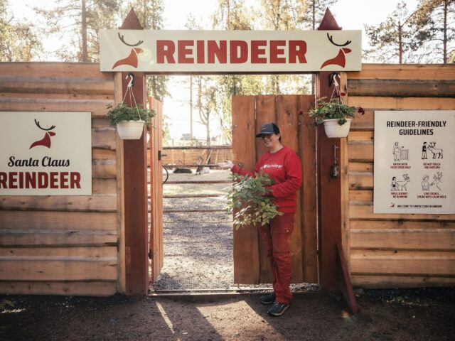 Santa Claus Summer Magic in Rovaniemi – A Fun and Unforgettable Encounter with Reindeer in Summer