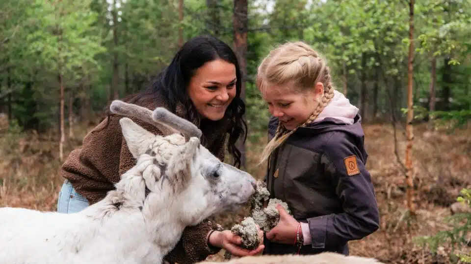Taava Reindeer Farm – Reindeer & Lapland Traditions Year-Round
