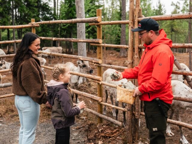 Taava Reindeer Farm – Reindeer & Lapland Traditions Year-Round