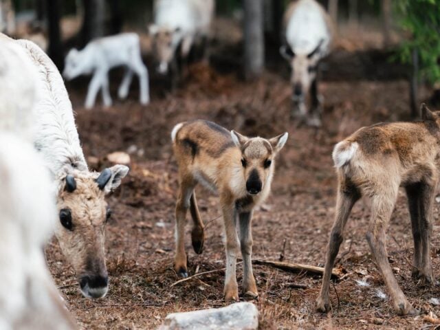Taava Reindeer Farm – Reindeer & Lapland Traditions Year-Round