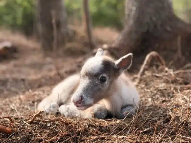 Taava Reindeer Farm – Reindeer & Lapland Traditions Year-Round