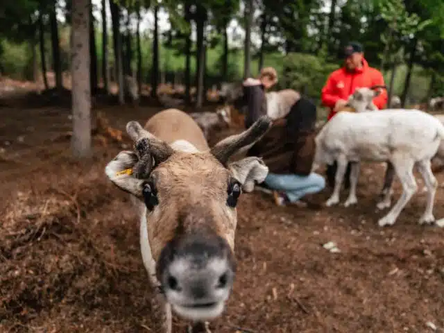 Taava Reindeer Farm – Reindeer & Lapland Traditions Year-Round