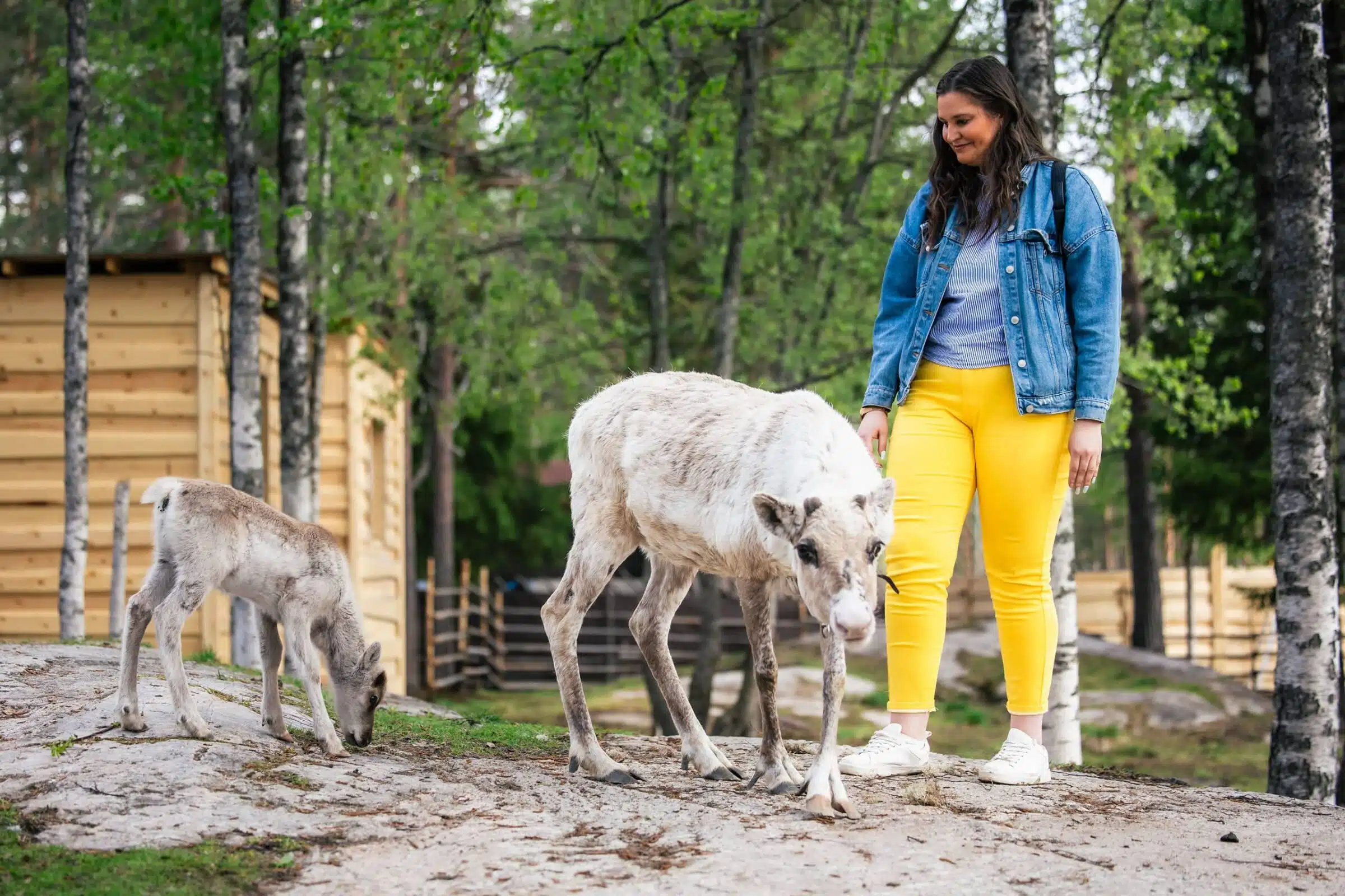 Santa Claus Summer Magic in Rovaniemi – A Fun and Unforgettable Encounter with Reindeer in Summer